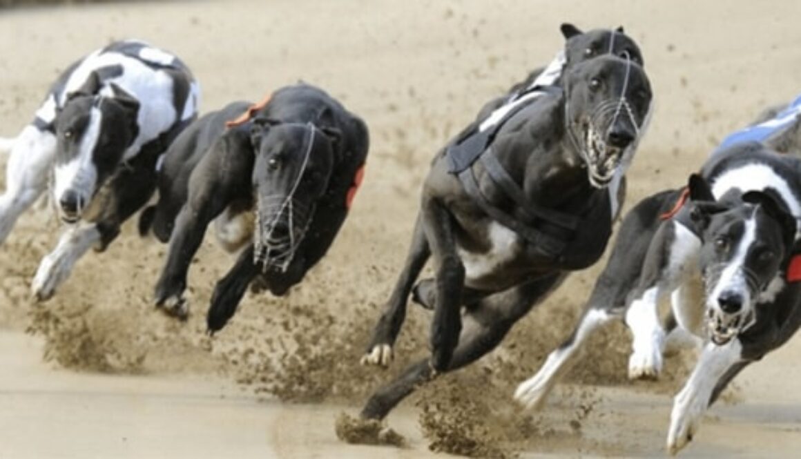 Tilly's Charm bet365
