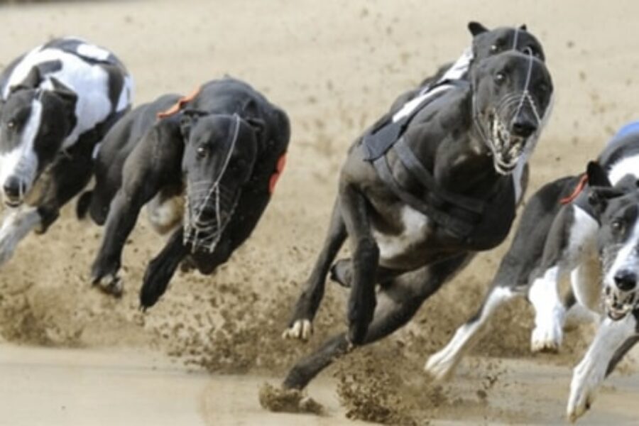 Tilly's Charm bet365