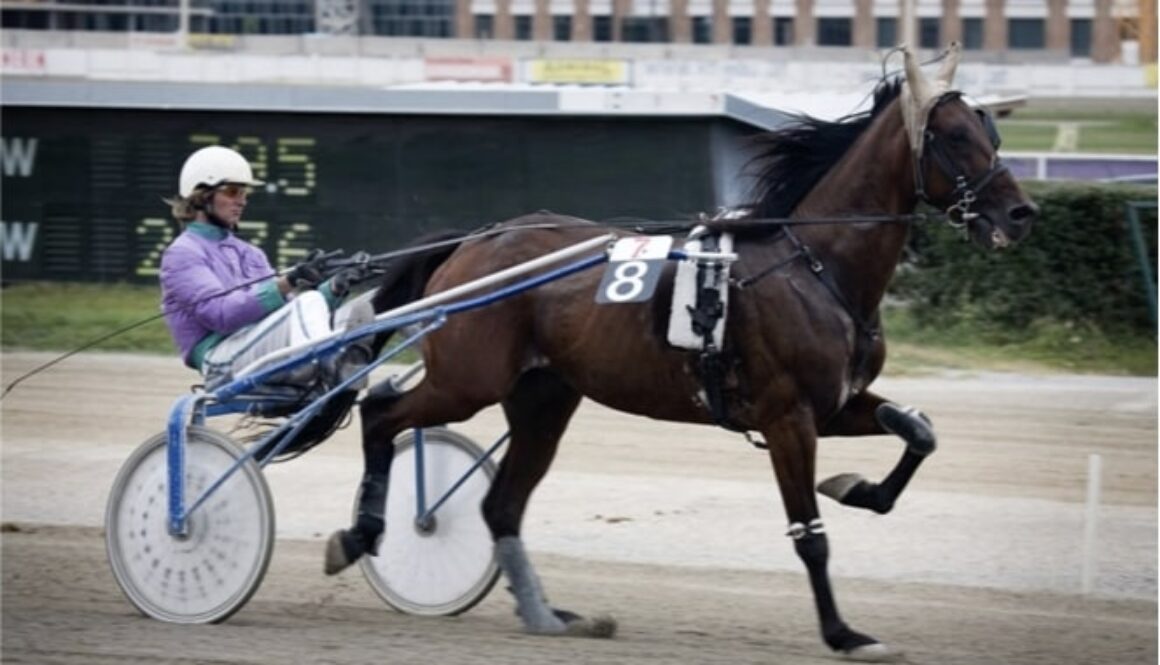 Racing Trotting bet365