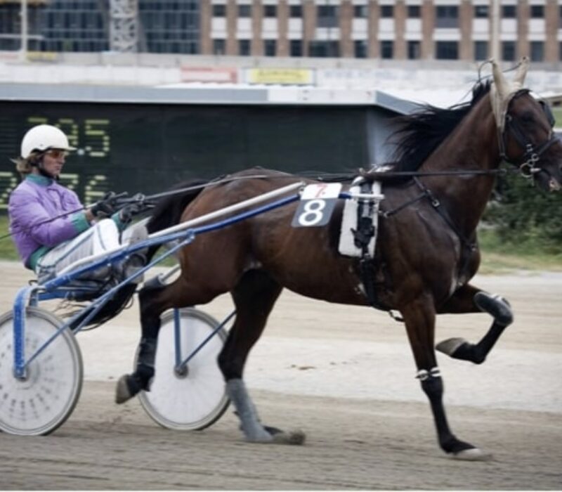Racing Trotting bet365 Racing Trotting bet365