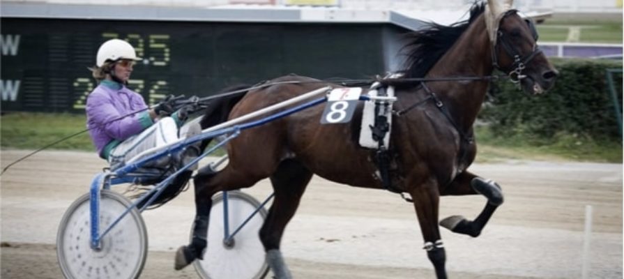 Racing Trotting bet365