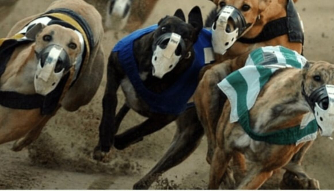 Greyhound Racing