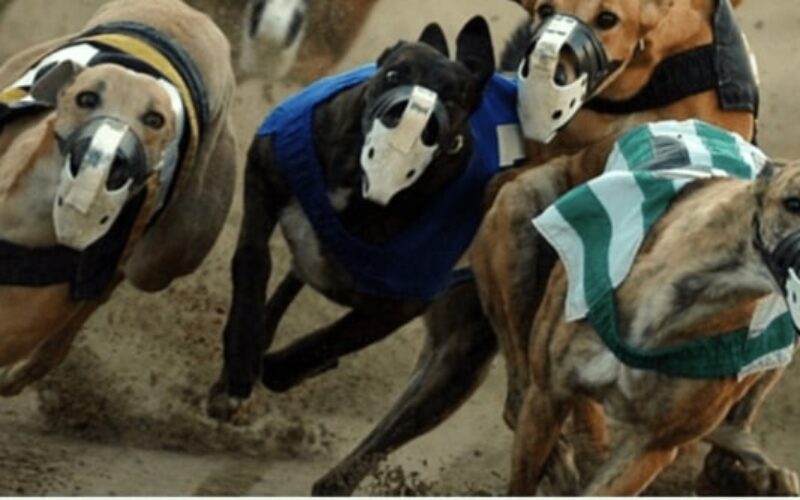 Greyhound Racing