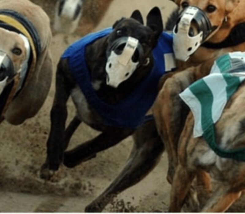 Greyhound Racing bet365 Greyhound Racing