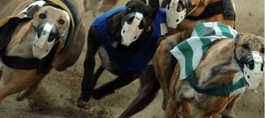 Greyhound Racing