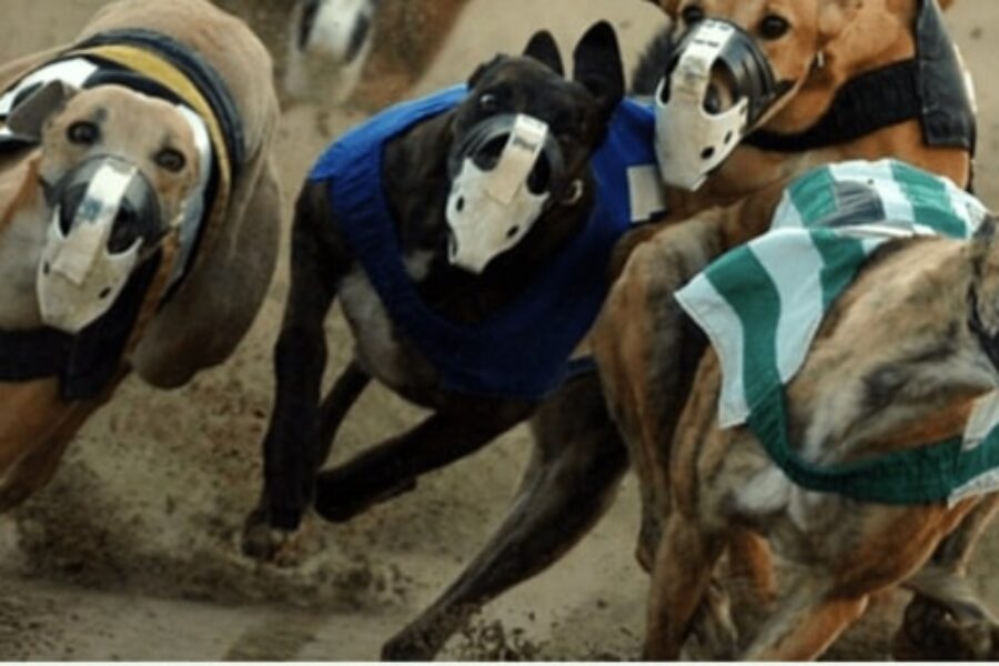 Greyhound Racing