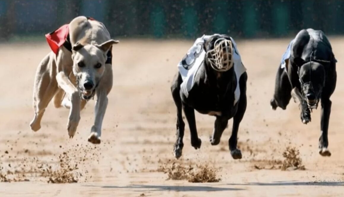 Diamond Billy bet365