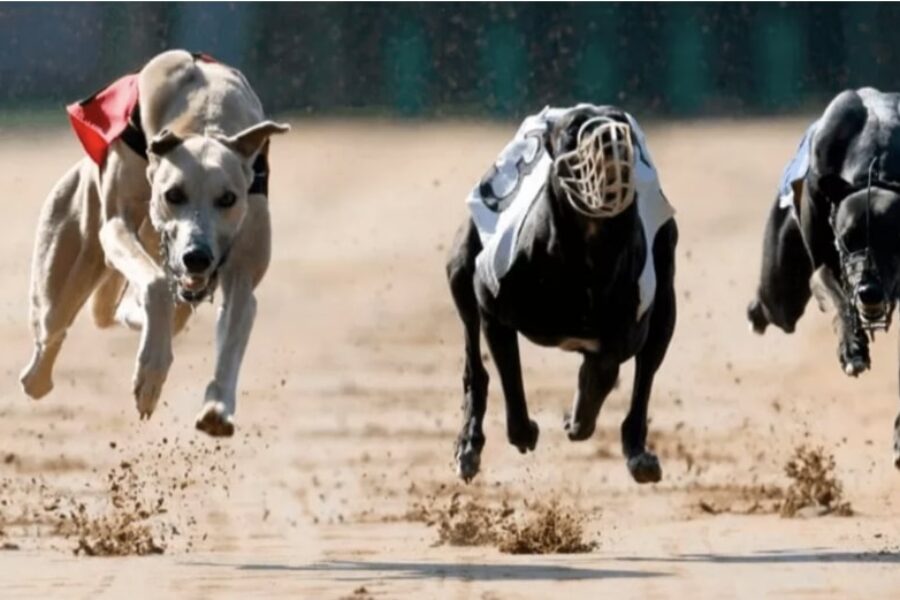 Diamond Billy bet365