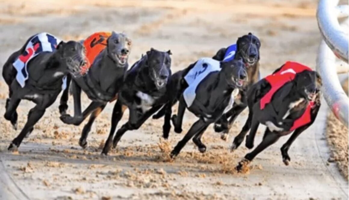 Greyhound Racing - July 16 Novoselic bet365