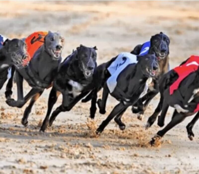 Greyhound Racing - July 16 Novoselic bet365
