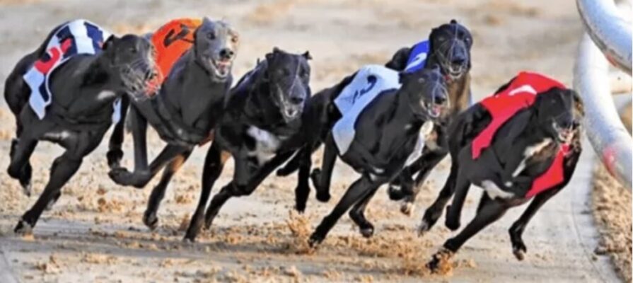 Greyhound Racing - July 16 Novoselic bet365