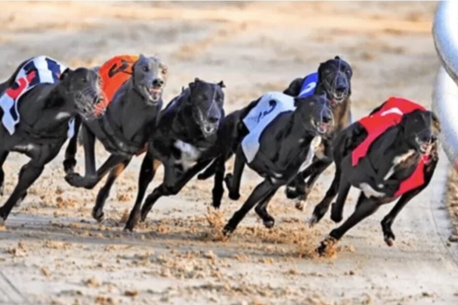Greyhound Racing - July 16 Novoselic bet365