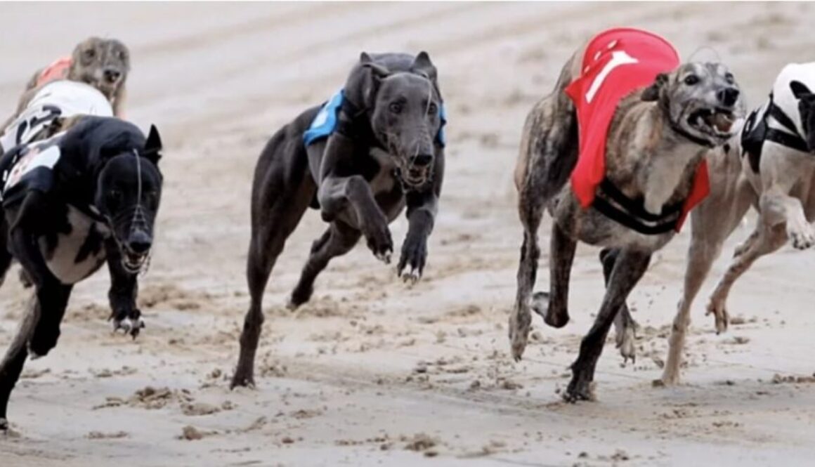 simoka greyhound racing bet365