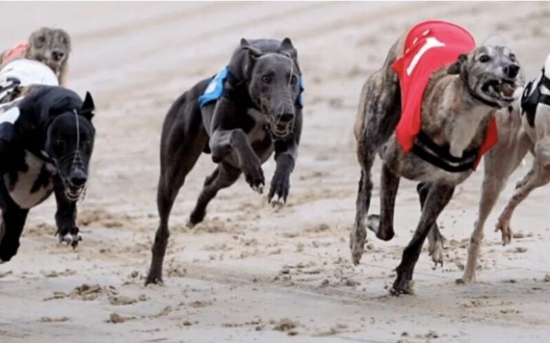 simoka greyhound racing bet365