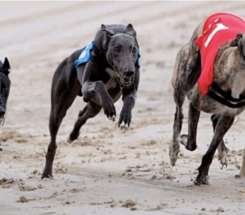 simoka greyhound racing bet365