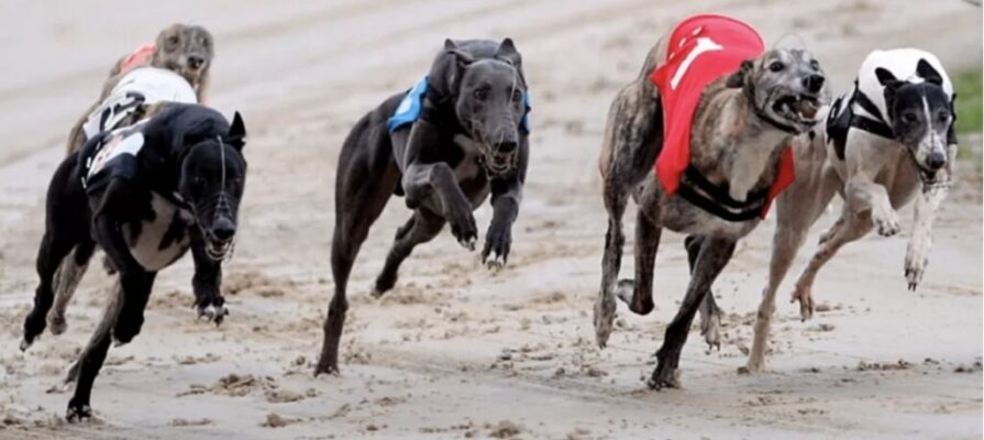 simoka greyhound racing bet365