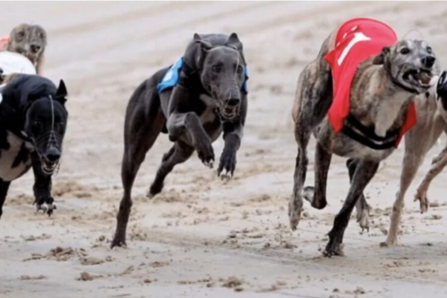 simoka greyhound racing bet365