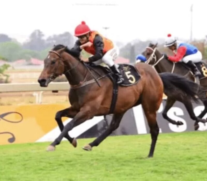 Horse racing on August 31 - Selby's Pride bet365