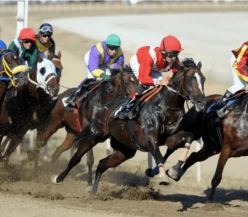 hafit horse racing bet365