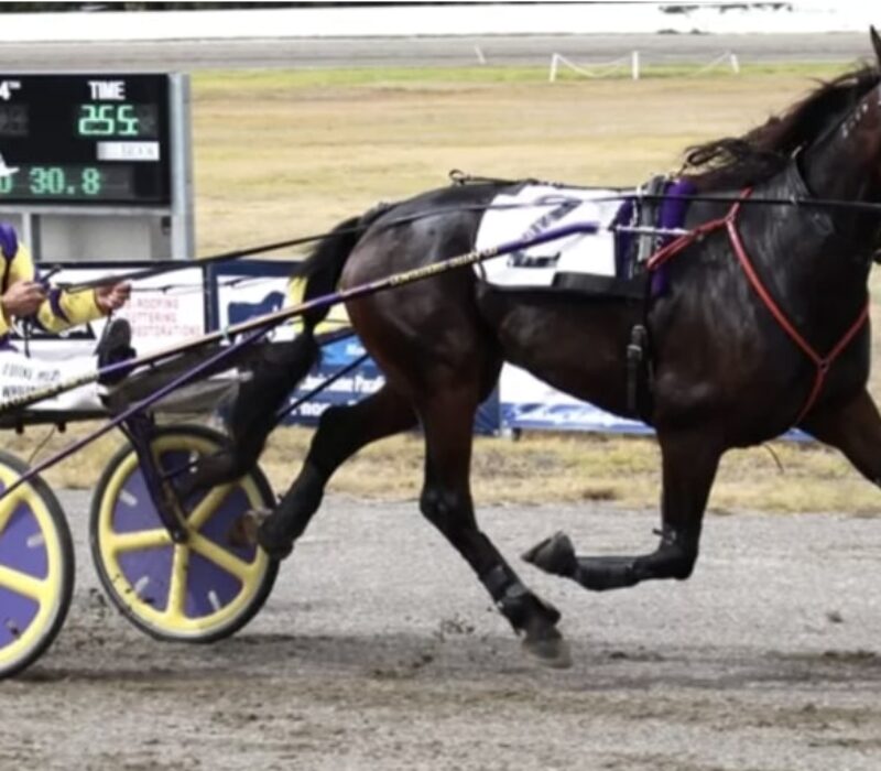 mataoki trotting race bet365