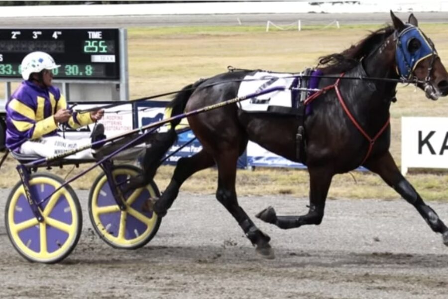 mataoki trotting race bet365