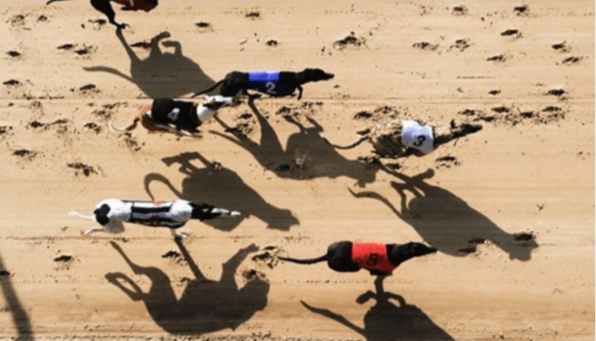 harvey moon greyhound racing bet365