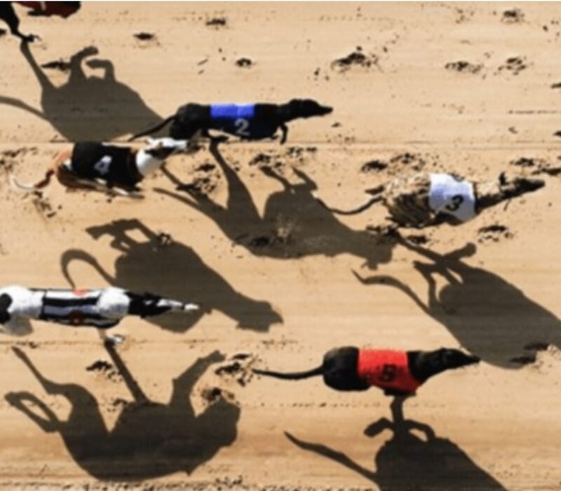 harvey moon greyhound racing bet365 harvey moon greyhound racing bet365