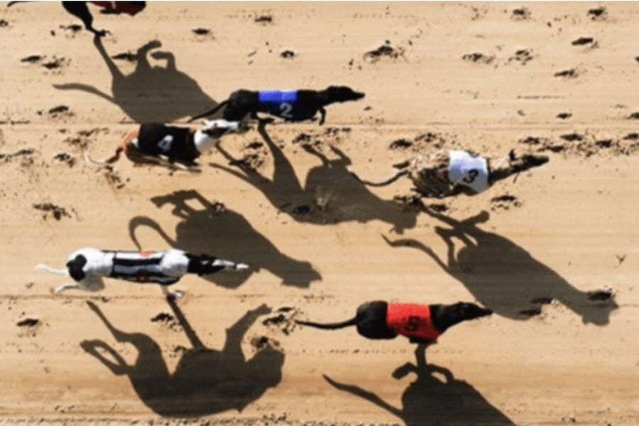 harvey moon greyhound racing bet365